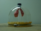 New demonstrations -- Lung Model