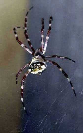 spider in web