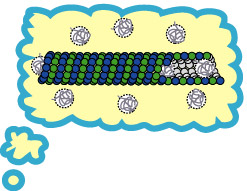 Macromolecules